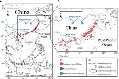 Effects of Late Pleistocene Climatic Fluctuations on the Phylogeographic and Demographic History of Japanese Scad (Decapterus maruadsi)